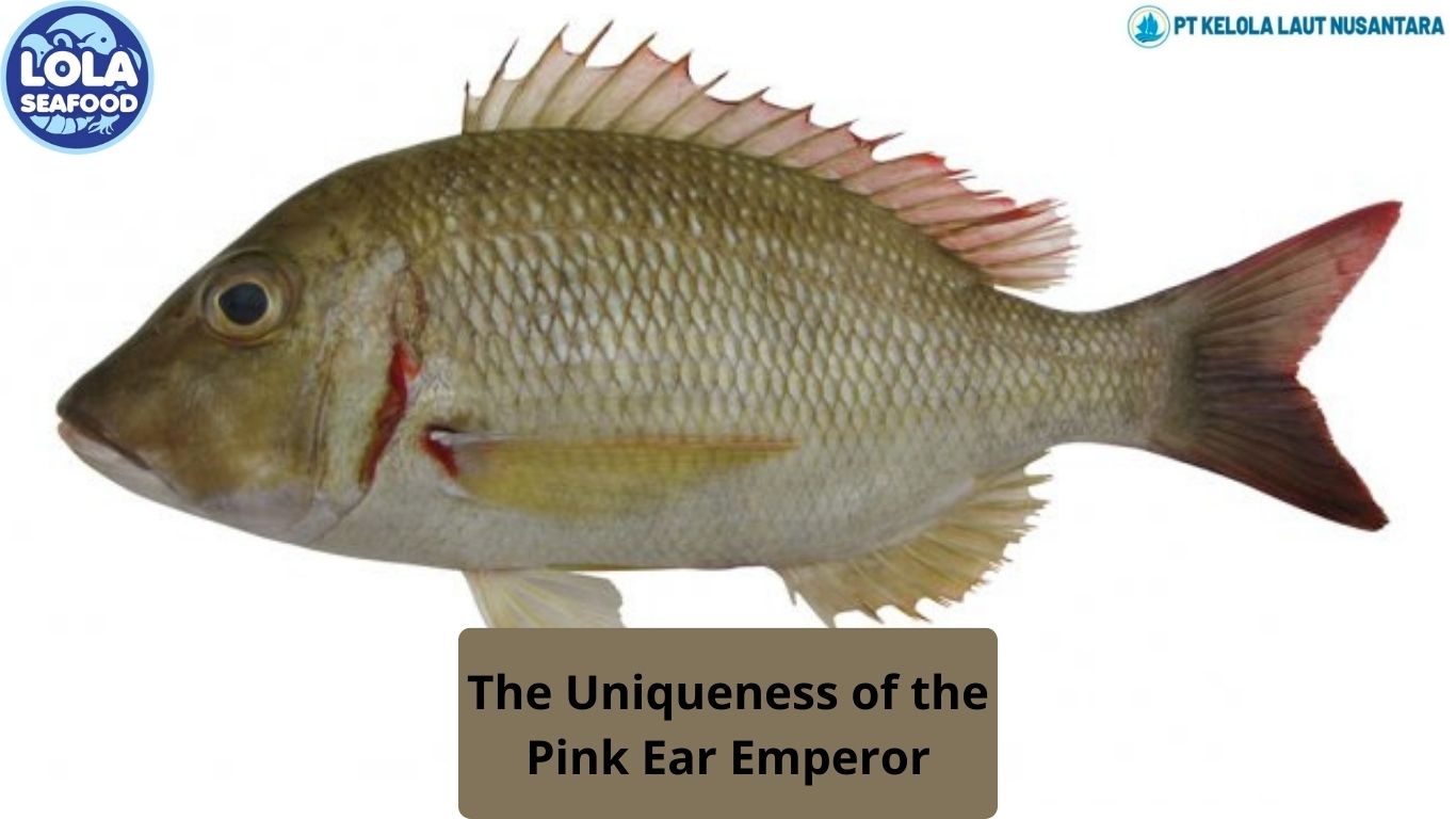 The Uniqueness of the Pink Ear Emperor